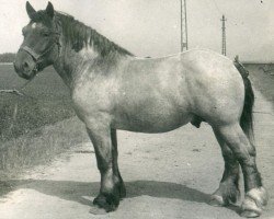 Pferd Fahr von Hofstadt RS 2595 (Rheinisch-Deutsches Kaltblut,  , von Fahrlehrer RS 1818)