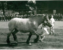 broodmare Ria von Hasselshof (Rhenish-German Cold-Blood, 1946, from Fahr von Hofstadt RS 2595)