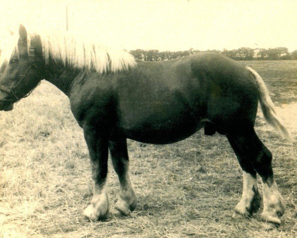 Pferd Fahr-Hary von Boscheln (Rheinisch-Deutsches Kaltblut, 1942, von Fahrlehrer RS 1818)