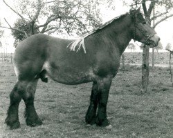 Deckhengst Faustkamp von Muthagen (Rheinisch-Deutsches Kaltblut, 1950, von Faustrecht)