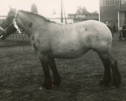 Zuchtstute Zuchtnelke von Muthagen (Rheinisch-Deutsches Kaltblut, 1952, von Avare de Dansonspenne)