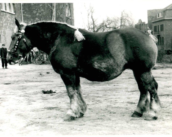 Zuchtstute Tempelherrin (Rheinisch-Deutsches Kaltblut, 1948, von Fahrlehrer RS 1818)