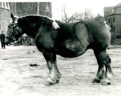 broodmare Tempelherrin (Rhenish-German Cold-Blood, 1948, from Fahrlehrer RS 1818)