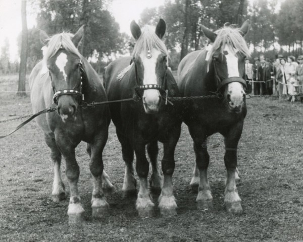 Zuchtstute Mahnung (Rheinisch-Deutsches Kaltblut, 1942, von Ur von Schmalbroichshof)