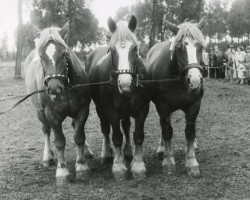 broodmare Mahnung (Rhenish-German Cold-Blood, 1942, from Ur von Schmalbroichshof)