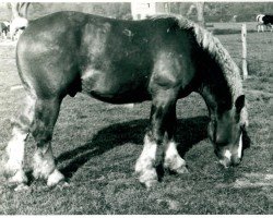 stallion Ur von Schmalbroichshof (Rhenish-German Cold-Blood, 1937, from Urbar RS 1095)