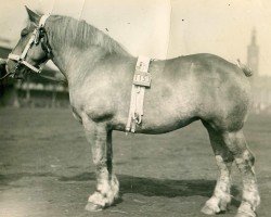 broodmare Terrasse (Rhenish-German Cold-Blood, 1925, from Jac West)