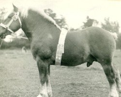 stallion Jac West (Brabant/Belgian draft horse, 1921, from Gardanapale)