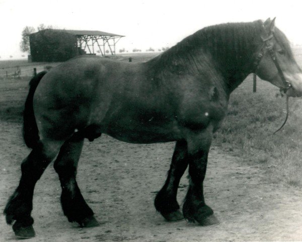 Pferd Fanar von Iussenhof (Rheinisch-Deutsches Kaltblut, 1940, von Favorit (S) 318)