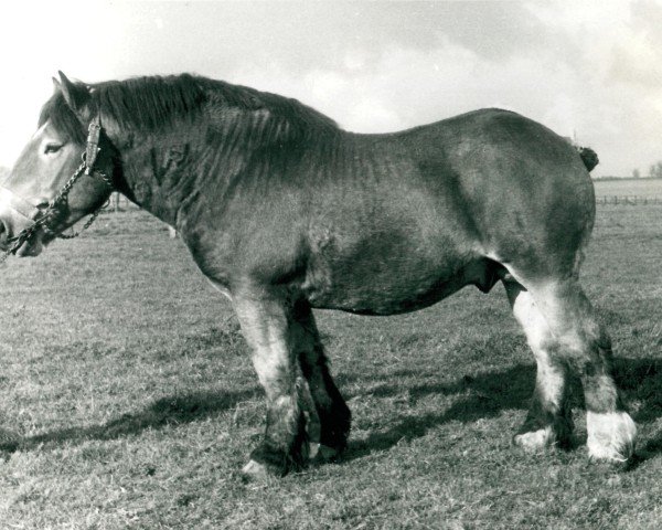 horse Falkenfels (Rhenish-German Cold-Blood, 1950, from Fanar von Iussenhof)