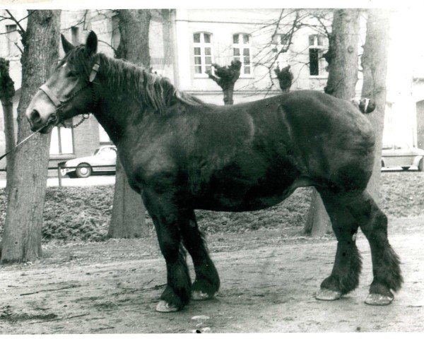 Pferd Vels (Rheinisch-Deutsches Kaltblut, 1949, von Fahrlehrer RS 1818)