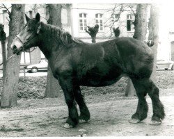 horse Vels (Rhenish-German Cold-Blood, 1949, from Fahrlehrer RS 1818)