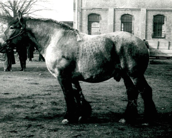 Deckhengst Florenz von Lenzenhof (Rheinisch-Deutsches Kaltblut, 1951, von Fleuron de Kloosterhof)