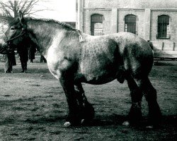 Deckhengst Fleuron de Kloosterhof (Brabanter/Belgisches Kaltblut, 1947, von Mercure d'Hondzocht)