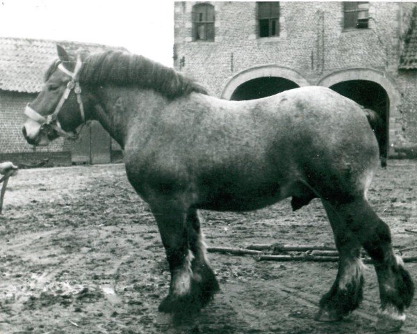 stallion Mazarin de Rognée (Brabant/Belgian draft horse, 1938, from Espoir de Quaregnon B.S.)