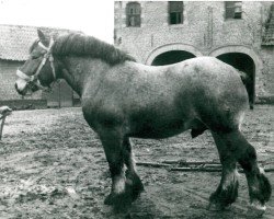 Deckhengst Mazarin de Rognée (Brabanter/Belgisches Kaltblut, 1938, von Espoir de Quaregnon B.S.)