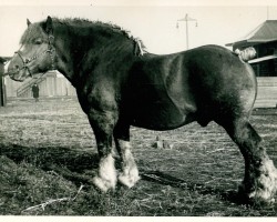 stallion Cognac de Cognebeau (S) 282 (Brabant/Belgian draft horse, 1931, from Cresus d'Herse)