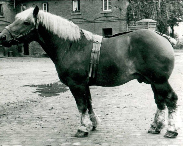 Pferd Columbus von Golzheim (Rheinisch-Deutsches Kaltblut, 1937, von Cognac de Cognebeau (S) 282)