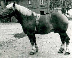 horse Columbus von Golzheim (Rhenish-German Cold-Blood, 1937, from Cognac de Cognebeau (S) 282)