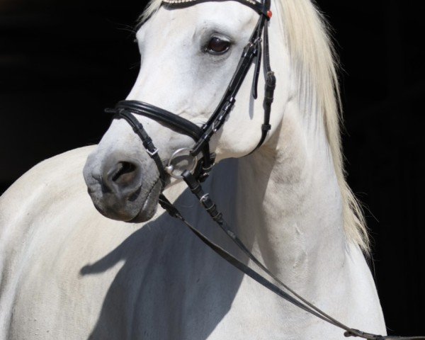 Zuchtstute Camar Estopia (Trakehner, 2012, von Le Rouge 7)