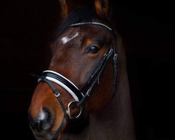 jumper Luxor C (Belgian Warmblood, 2011, from Lord Chin)