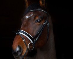 Springpferd Luxor C (Belgisches Warmblut, 2011, von Lord Chin)