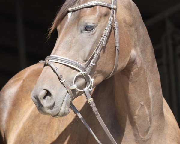 Dressurpferd Camar Bellevue (Trakehner, 2020, von Gabun)