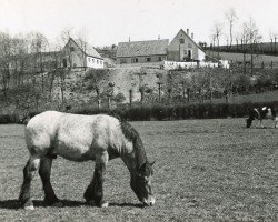 horse Golo von Ophoven (Rhenish-German Cold-Blood, 1933, from Gaulois de Tourpes)