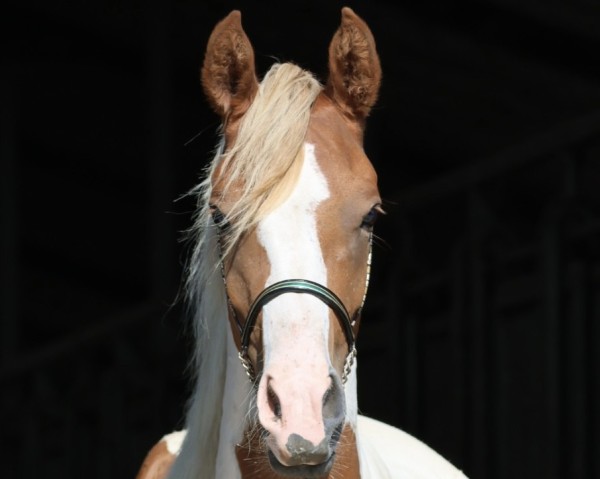 dressage horse Camar Qashmira (German noble blood horse, 2022, from Gabun)