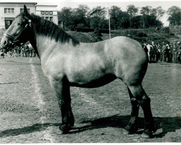 horse Jonotra (Rhenish-German Cold-Blood, 1938, from Golo von Ophoven)