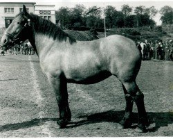 horse Jonotra (Rhenish-German Cold-Blood, 1938, from Golo von Ophoven)