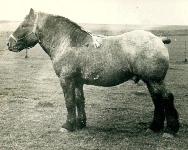 stallion Gaulois de Tourpes (Brabant/Belgian draft horse, 1929, from Gaulois du Monceau 888)