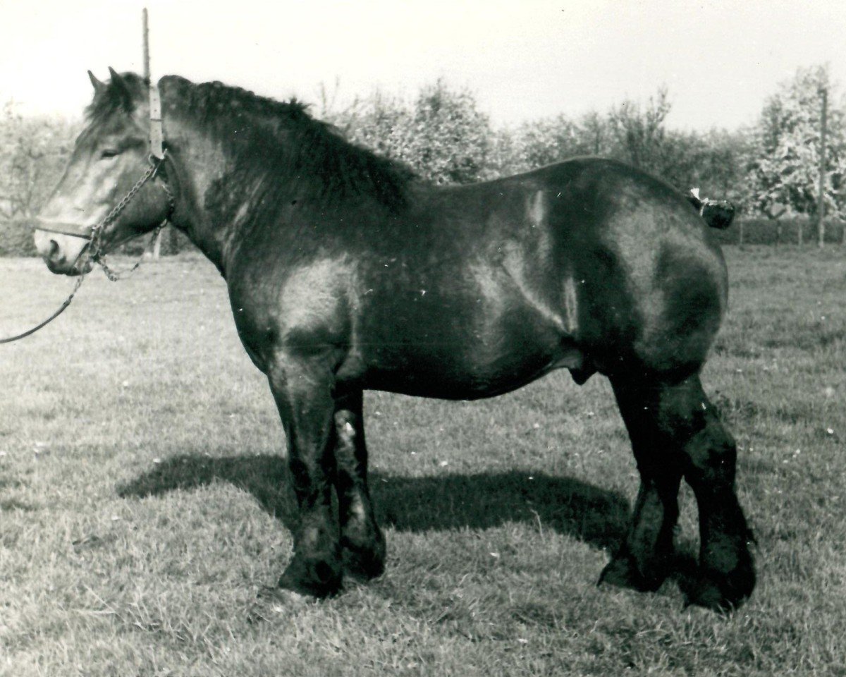 Deckhengst Gallus von Aspel RS 1644 (Rheinisch-Deutsches Kaltblut, 1937, von Gaulois de Tourpes)