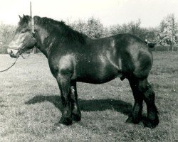 stallion Gallus von Aspel RS 1644 (Rhenish-German Cold-Blood, 1937, from Gaulois de Tourpes)