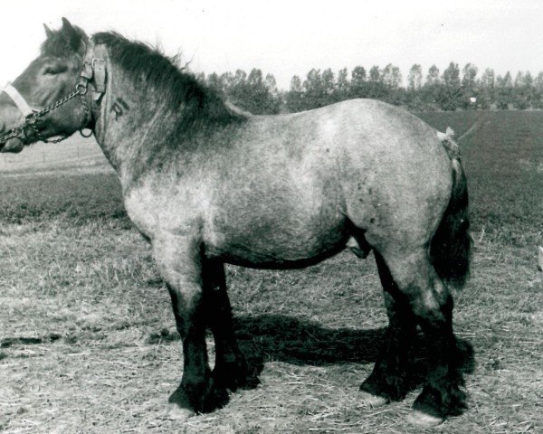 horse Gangolf von Fietscheshof (Rhenish-German Cold-Blood, 1941, from Gallus von Aspel RS 1644)