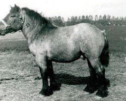 Pferd Gangolf von Fietscheshof (Rheinisch-Deutsches Kaltblut, 1941, von Gallus von Aspel RS 1644)