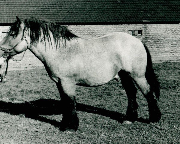 horse Günther von Allnerhof (Rhenish-German Cold-Blood, 1956, from Gangolf von Fietscheshof)