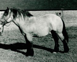 Pferd Günther von Allnerhof (Rheinisch-Deutsches Kaltblut, 1956, von Gangolf von Fietscheshof)