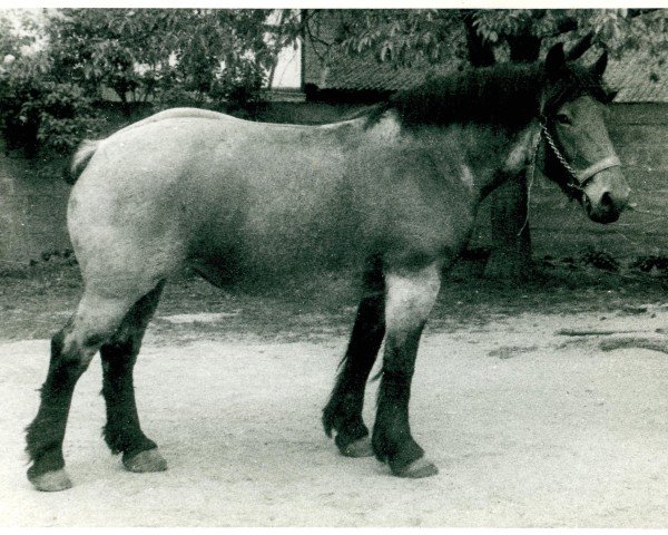 horse Beate von Heisterschoß (Rhenish-German Cold-Blood, 1953, from Gangolf von Fietscheshof)