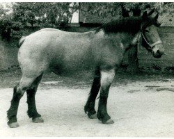 Pferd Beate von Heisterschoß (Rheinisch-Deutsches Kaltblut, 1953, von Gangolf von Fietscheshof)