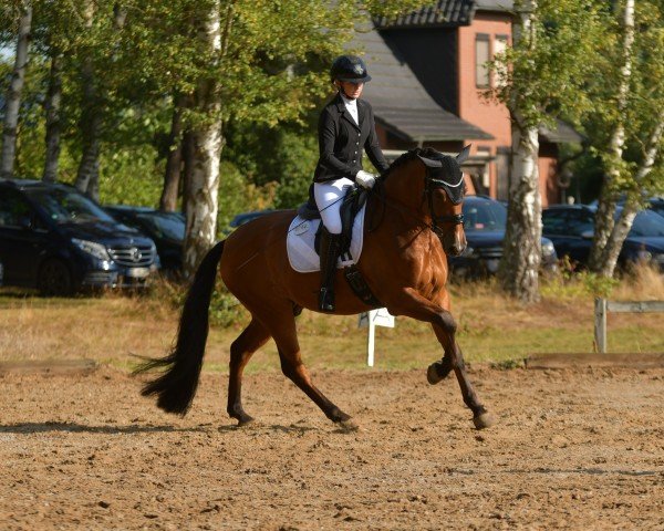 dressage horse Sevillano AP (Pura Raza Espanola (PRE), 2020)