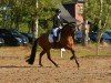 dressage horse Sevillano AP (Pura Raza Espanola (PRE), 2020)