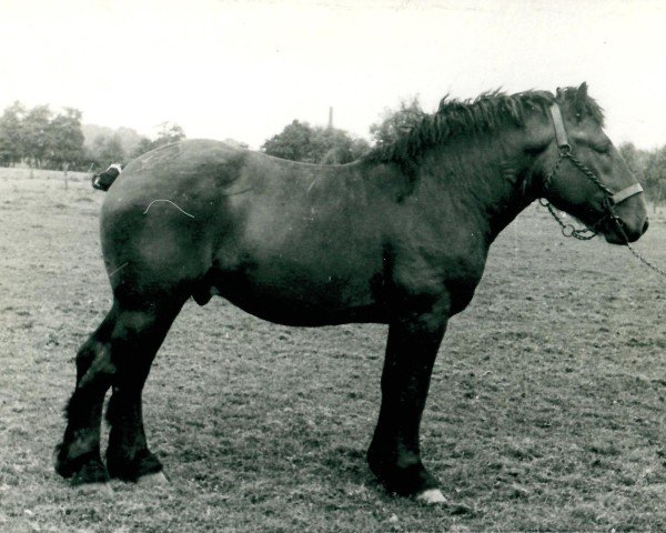 Pferd Gankönig (Rheinisch-Deutsches Kaltblut, 1938, von Gaulois de Tourpes)