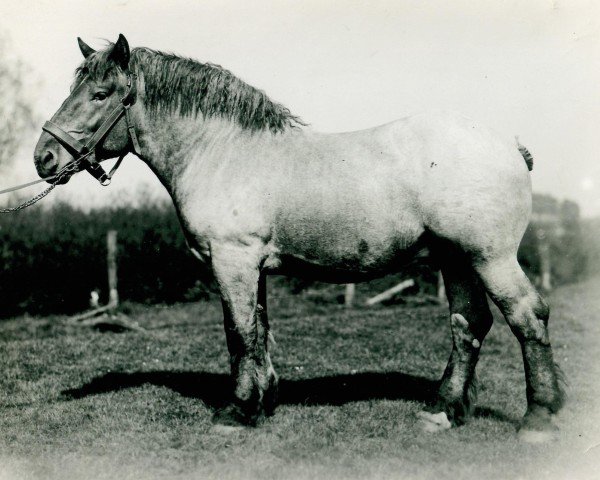 Deckhengst Garant (Rheinisch-Deutsches Kaltblut, 1935, von Gaulois de Tourpes)