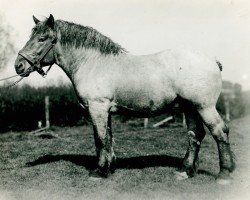 stallion Garant (Rhenish-German Cold-Blood, 1935, from Gaulois de Tourpes)