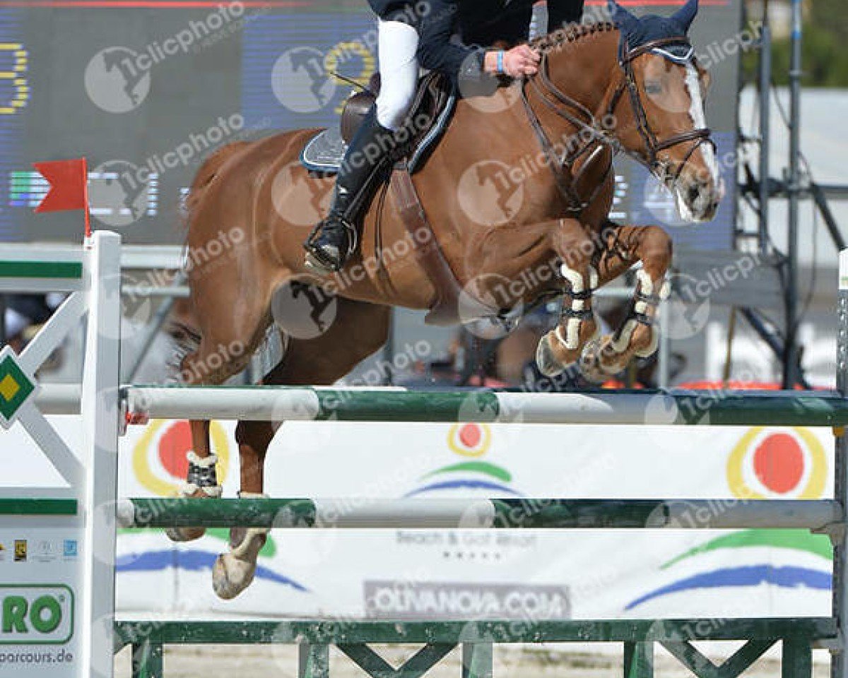 Zuchtstute Donatella de La Pomme (Belgium Sporthorse, 2009, von Bamako de Muze)