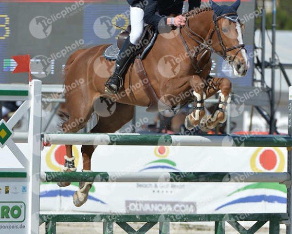 broodmare Donatella de La Pomme (Belgium Sporthorse, 2009, from Bamako de Muze)