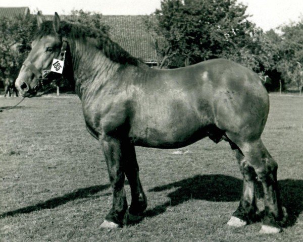 Pferd Gaurisankar (Rheinisch-Deutsches Kaltblut, 1936, von Gaulois de Tourpes)