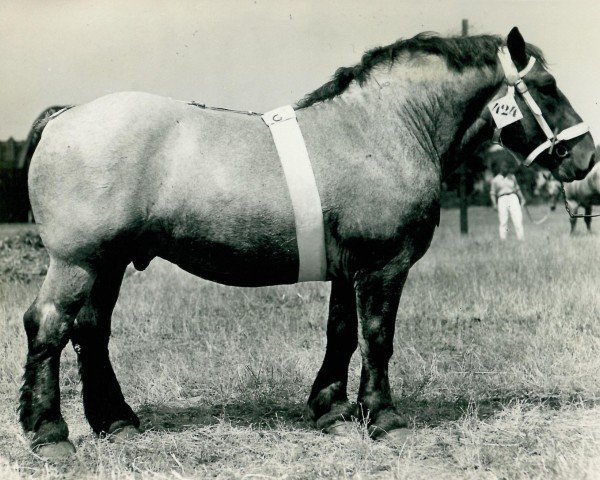 Pferd Goldregen (Rheinisch-Deutsches Kaltblut, 1934, von Gaulois de Tourpes)