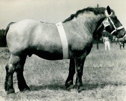 horse Goldregen (Rhenish-German Cold-Blood, 1934, from Gaulois de Tourpes)